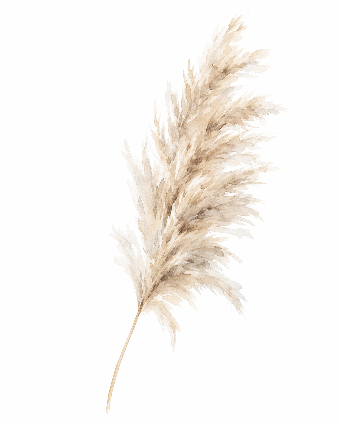 Dried Pampas Grass Watercolor