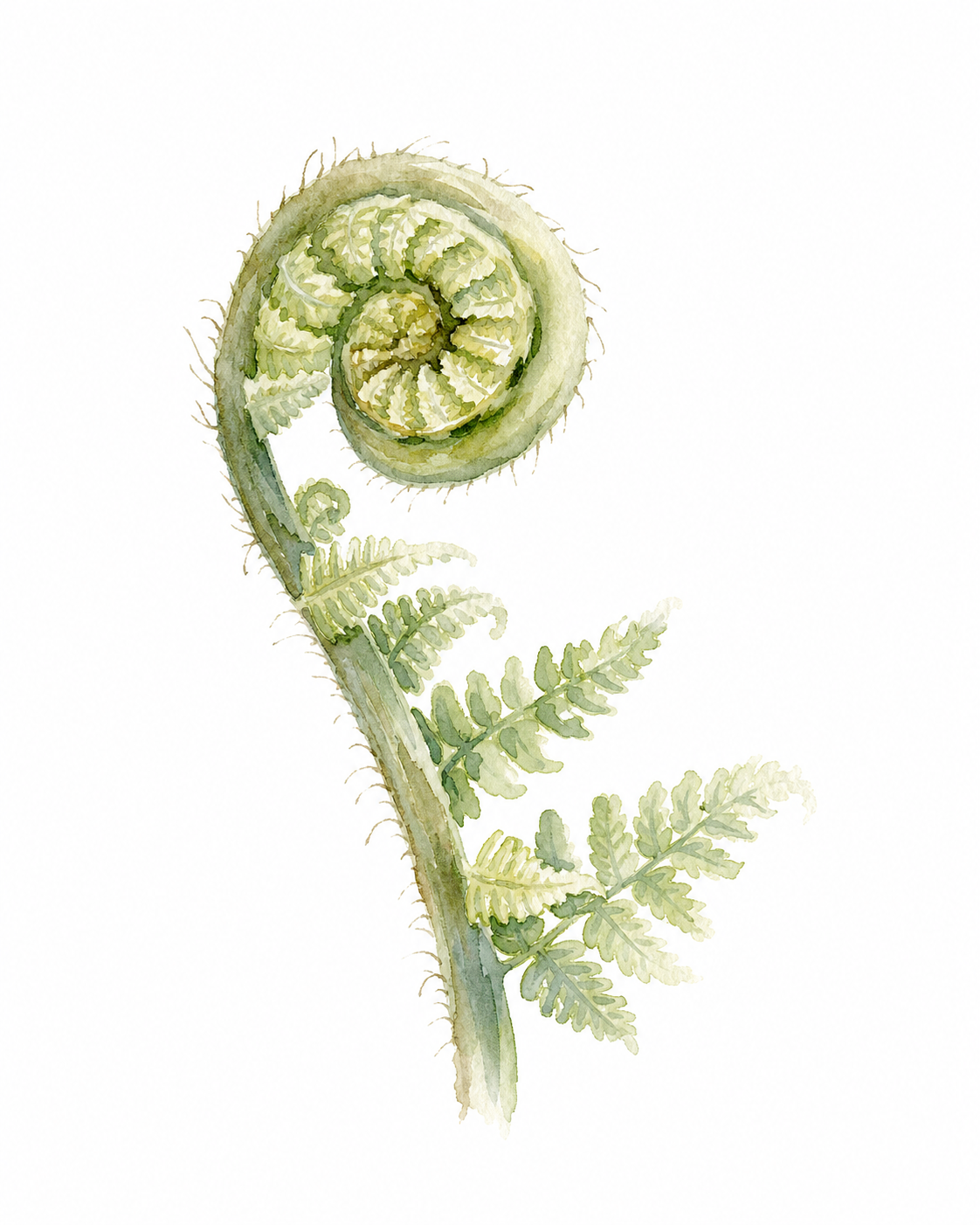 Wild Fern Frond Unfurling Watercolor