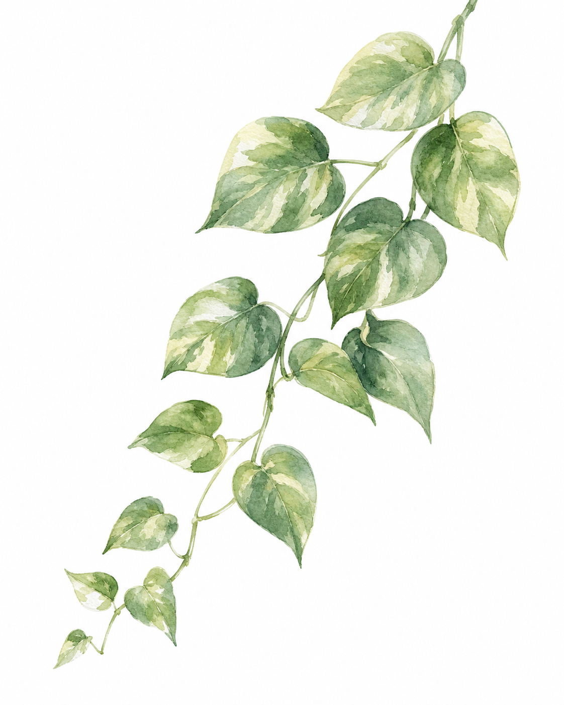 Pothos Vine Watercolor