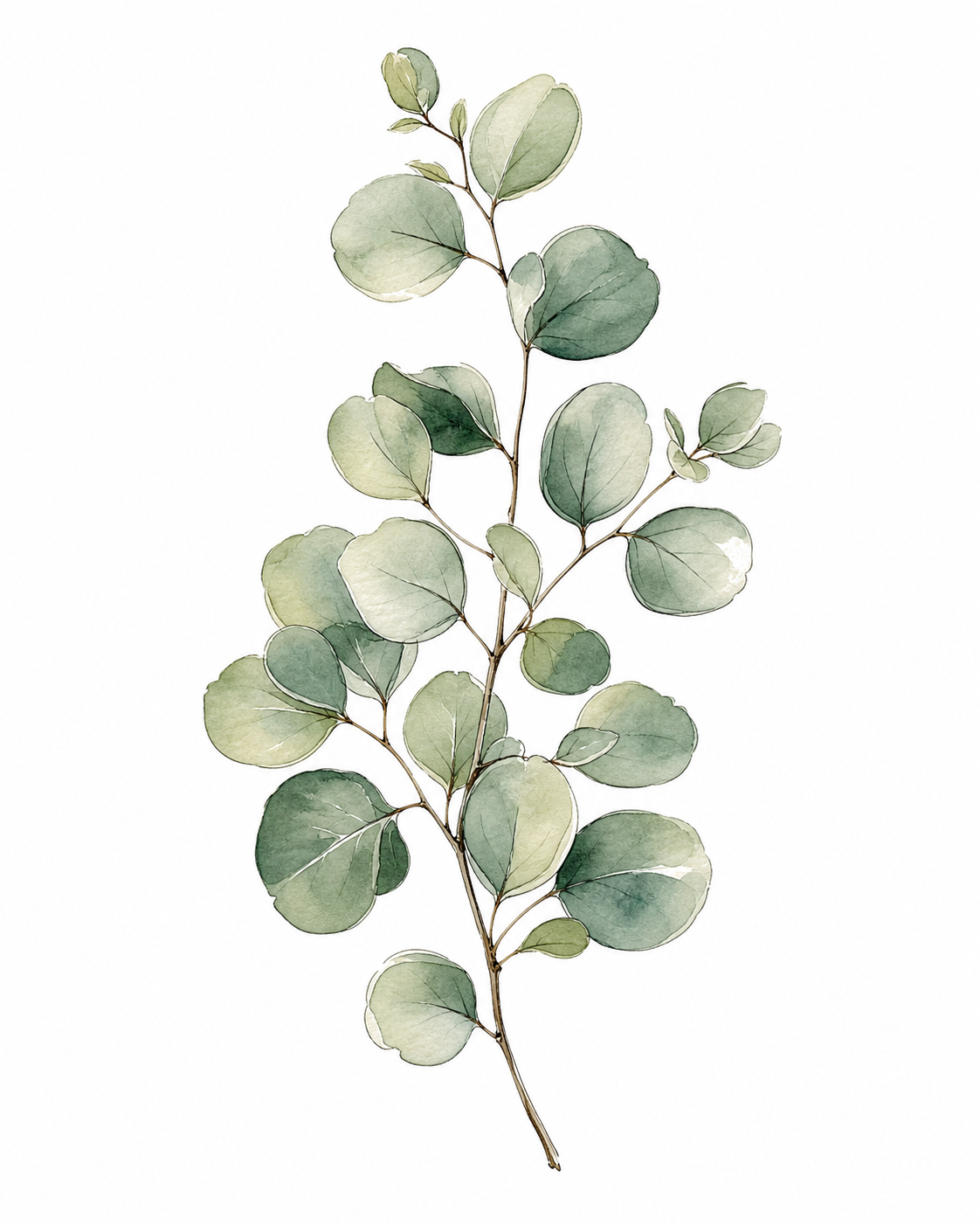 Eucalyptus Branch Watercolor