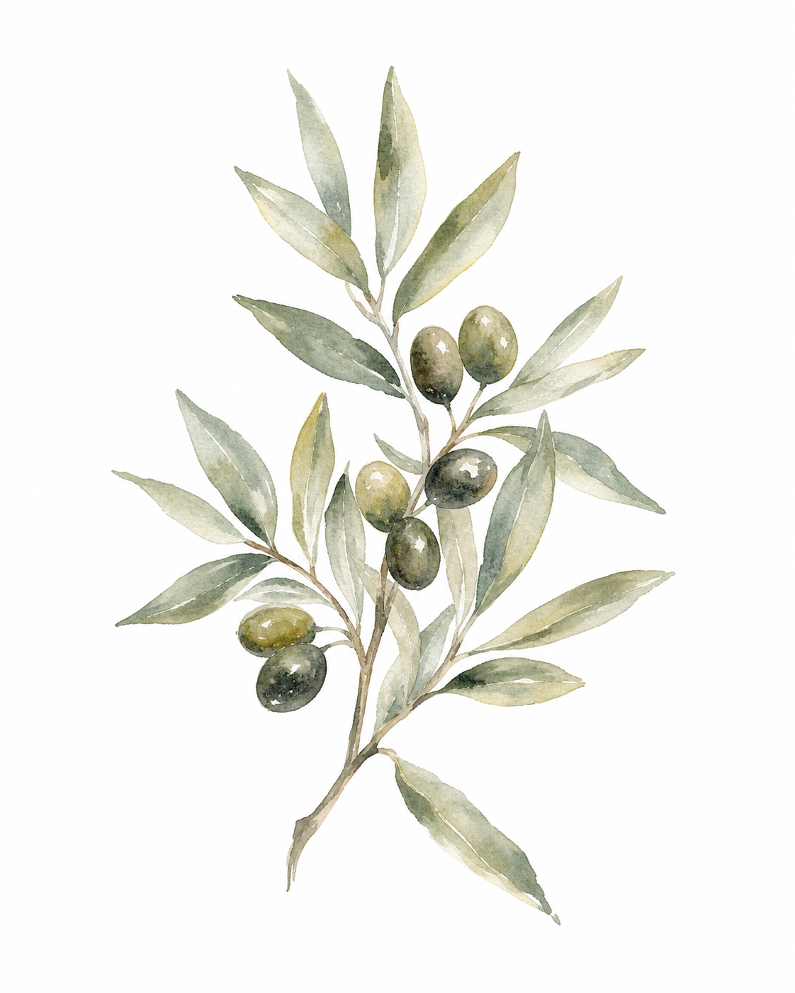Olive Branch with Berries Watercolor