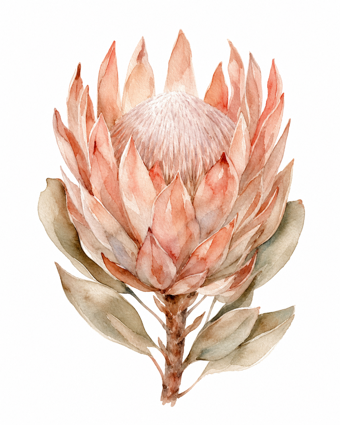 Protea Terracotta Watercolor