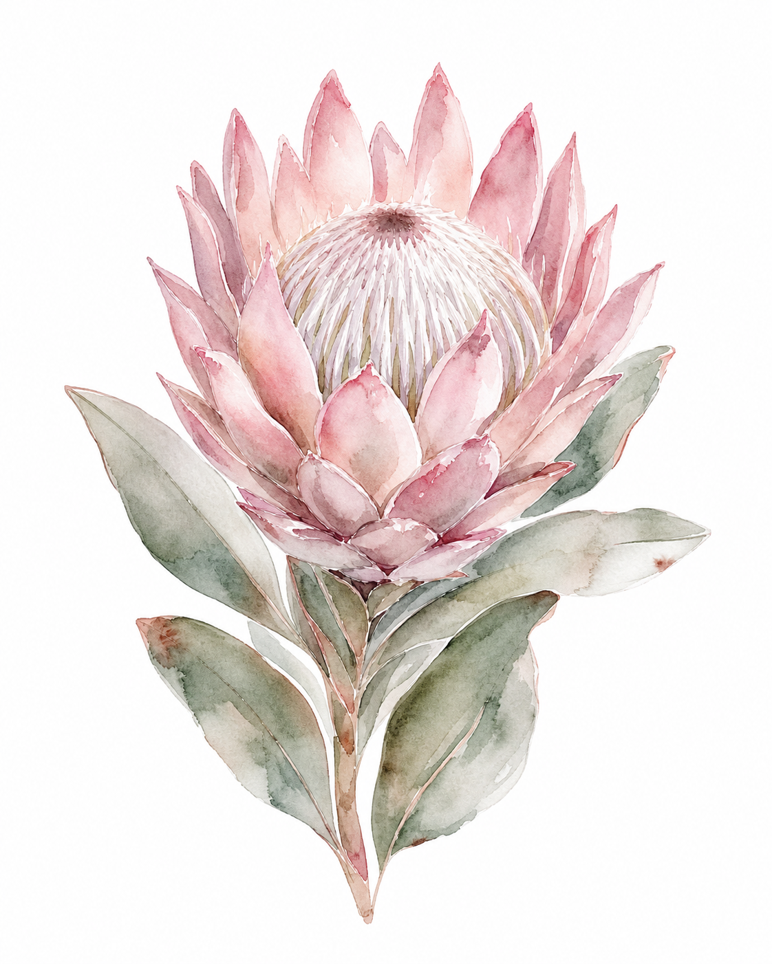 Protea Pink Watercolor